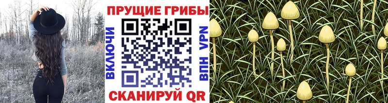 Галлюциногенные грибы GOLDEN TEACHER  Бронницы 